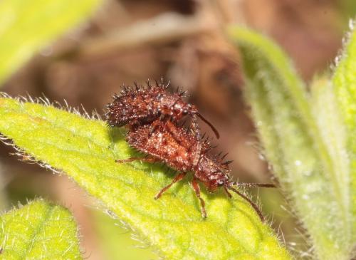 Réf. 293 548 : Dicladispa testacea